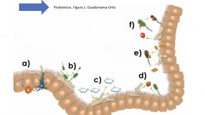 A. Estimulación y regulación del sistema inmunitario. B. Mantenimiento de las barreras físicas (antagonismo directo). C. Metabolismo de carbohidratos. D. Com- petencia de nutrientes. E. Producción de metabolitos. F. Producción de bacteriocinas.