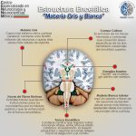 ¿Sabías qué? ​ El cerebro tiene dos capas principales. La externa, de color gris pálido, es la corteza o córtex cerebral, también llamada sustancia o materia gris. Bajo la sustancia gris del córtex está la más clara sustancia o materia blanca que forma la mayor parte del interior del cerebro y consta sobre todo de fibras nerviosas (los cables que conectan la información cerebral con las extremidades y de regreso).