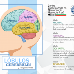 Lóbulos Cerebrales y sus funciones
